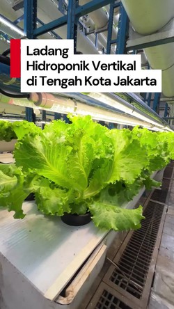 Video Melihat Ladang Hidroponik Vertikal Pertama di Jakarta Setinggi 18 Meter