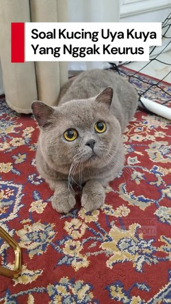 Video: Klarifikasi soal Kucing Uya Kuya yang Nggak Keurus