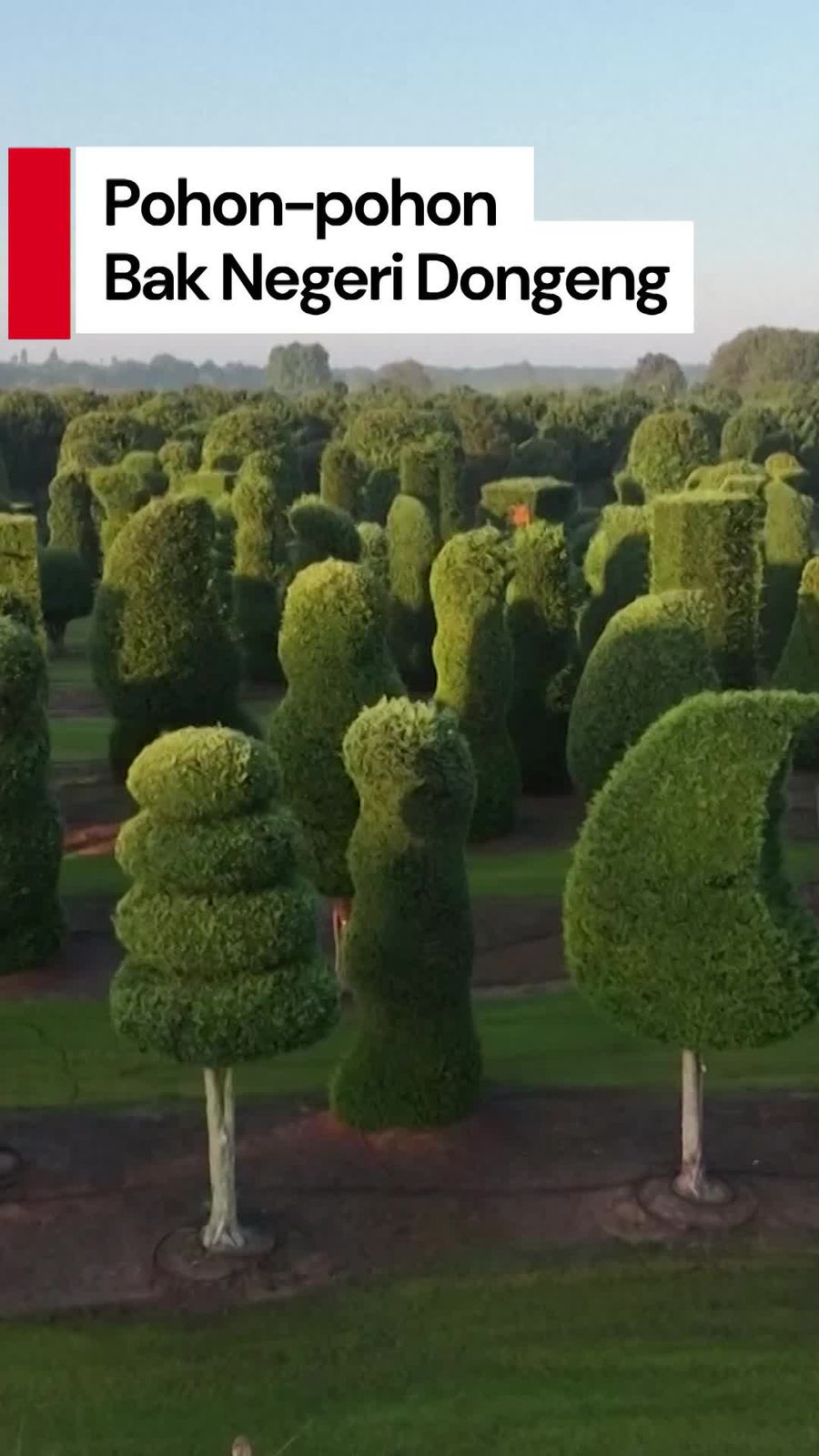 Video: Ketika Pohon Menjadi Karya Seni