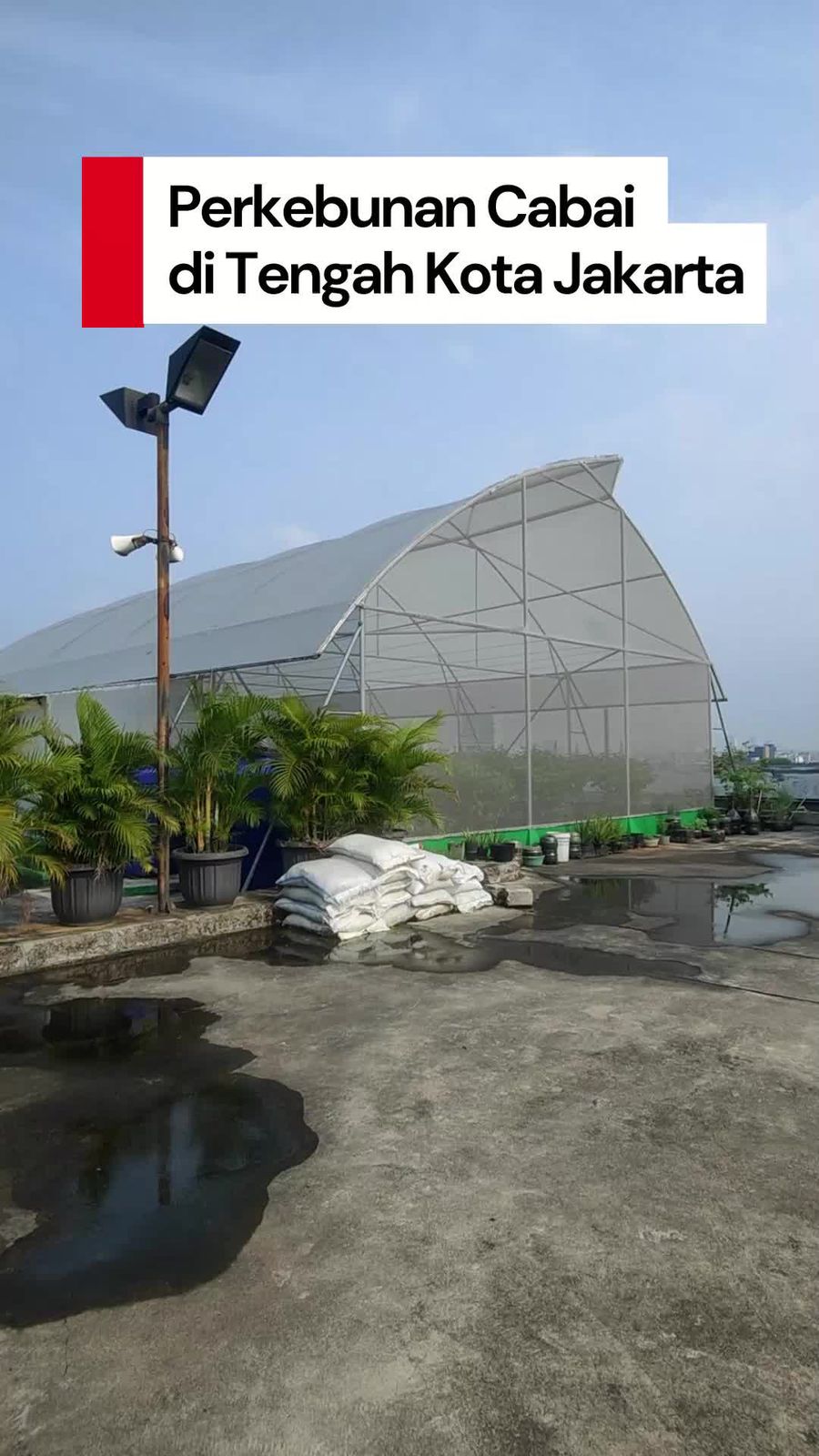 Video: Melihat Perkebunan Cabai di Rooftop Pasar Mayestik  Video: Melihat Perkebunan Cabai di Rooftop Pasar Mayestik