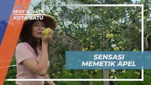Mencicipi Sensasi Memetik Apel Segar di Kebun Kota Batu