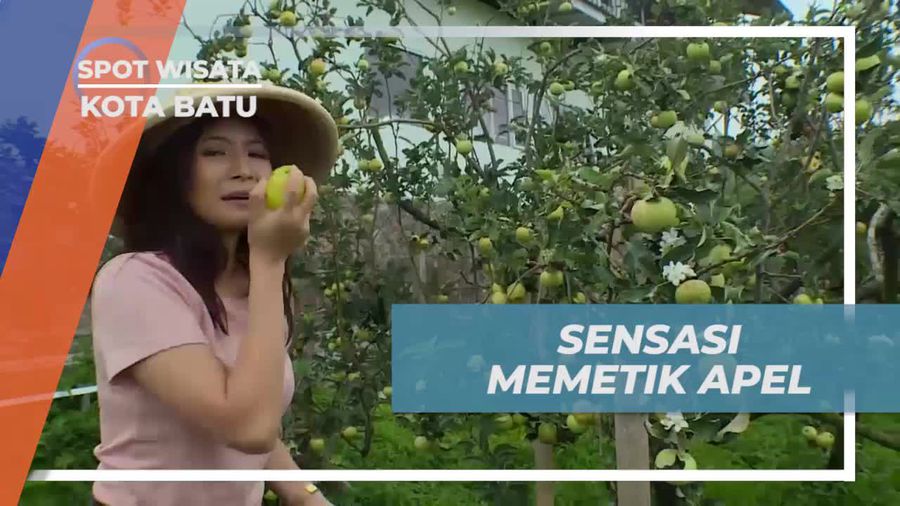 Mencicipi Sensasi Memetik Apel Segar di Kebun Kota Batu