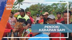 Mengungkap Rahasia Para Joki Cilik yang Gagah di Madura