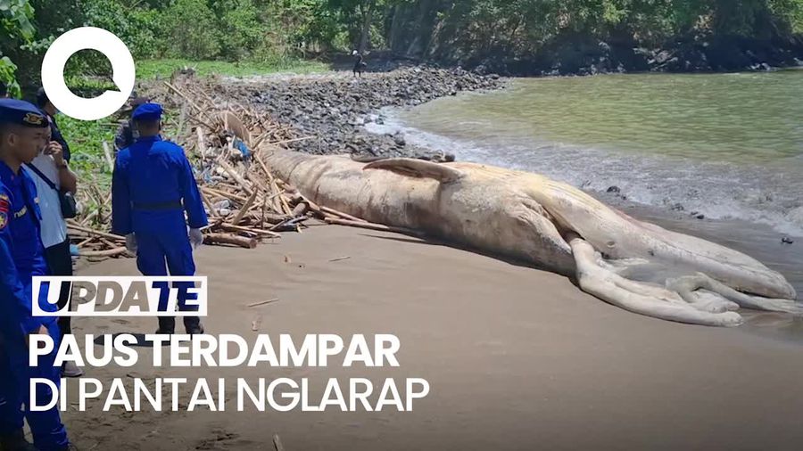 Video: Paus Balin Sepanjang 7 Meter Mati Terdampar di Pantai Nglarap Video: Paus Balin Sepanjang 7 Meter Mati Terdampar di Pantai Nglarap