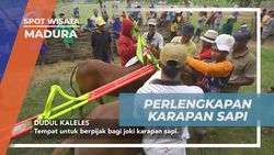Menghias Sapi dengan Perlengkapan Menarik Sebelum Beraksi di Madura