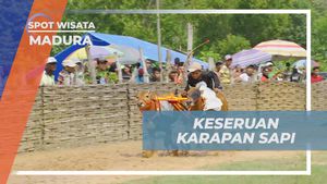 Melihat Antusiasme Warga Menyaksikan Karapan Sapi Setiap Minggu di Madura