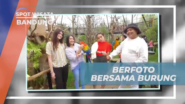 Bermain Bersama Beragam Burung yang Menawan di Bandung