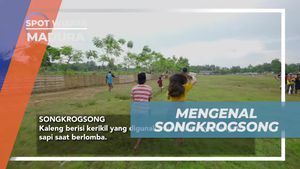 Mengenal Alat Unik Songkrogsong yang Menambah Keseruan Balapan Sapi di Madura