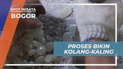 Memproses Buah Caruluk Menjadi Kolang-Kaling di Bogor