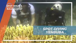 Menjelajahi Keindahan Koral di Spot Diving Yenbuba, Raja Ampat