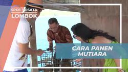 Mempelajari Cara Memanen Mutiara di Lombok