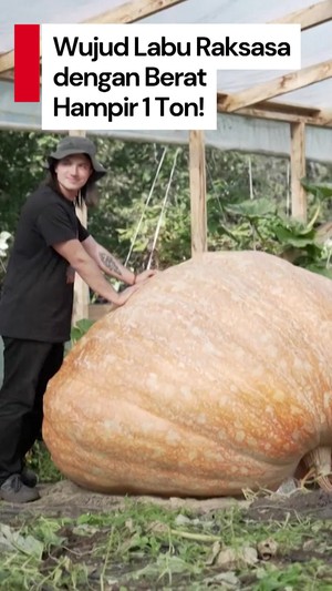 Video: Ada Labu Seberat Hampir 1 Ton di Rusia, Gimana Cara Numbuhinnya?