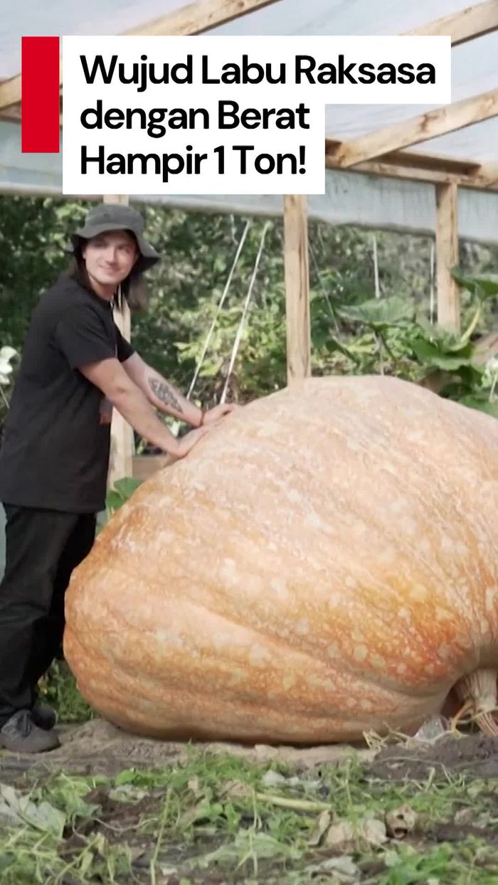 Video: Ada Labu Seberat Hampir 1 Ton di Rusia, Gimana Cara Numbuhinnya?