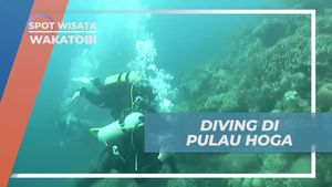 Menyelam Menelusuri Keindahan Bawah Laut Pulau Hoga, Wakatobi