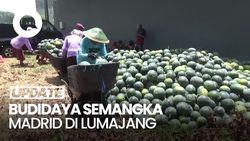 Video: Petani Lumajang Raup Ratusan Juta dari Budidaya Semangka Madrid