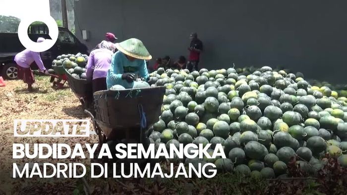 Video: Petani Lumajang Raup Ratusan Juta dari Budidaya Semangka Madrid