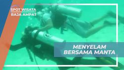 Menyelam Bersama Pari Manta di Meos Mansaar, Raja Ampat
