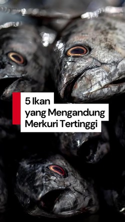 Video: Kenali 5 Ikan yang Tinggi Kandungan Merkuri, Ada Hiu
