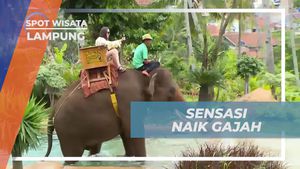 Menjelajah Kebun Naik Gajah dan Berkeliling Kebun di Lampung