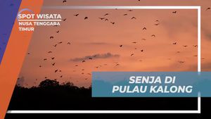 Menyaksikan Kawanan Kelong Bermigrasi Saat Menjelang Senja di Pulau Kalong, Nusa Tenggara Timur