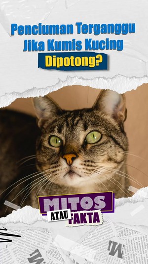 Mitos atau Fakta: Benarkah Kumis Kucing Terhubung ke Indra Penciuman?