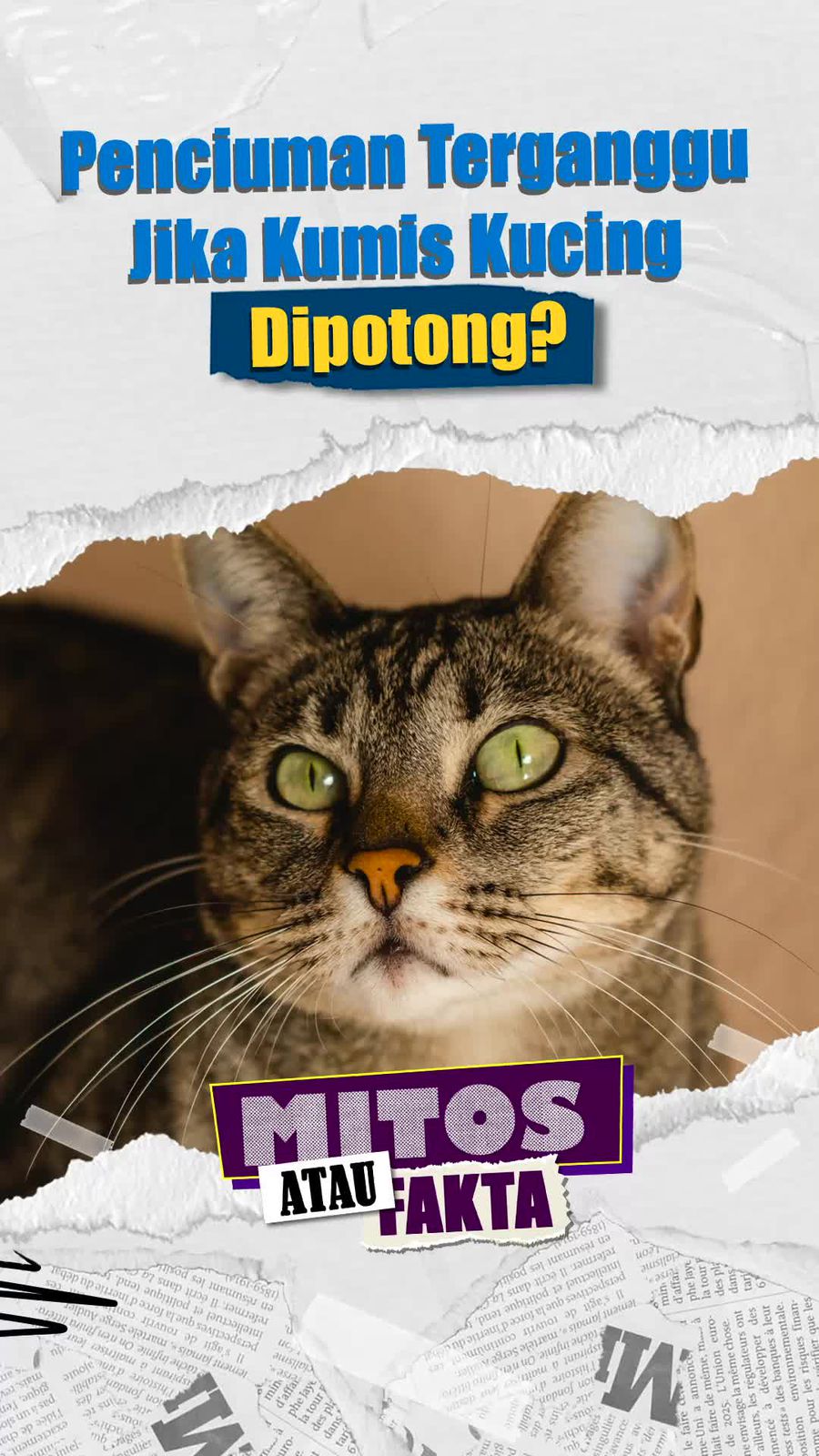 Mitos atau Fakta: Benarkah Kumis Kucing Terhubung ke Indra Penciuman?