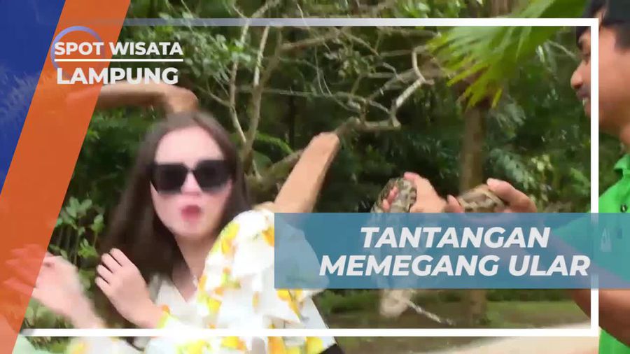 Menghadapi Tantangan Memegang Ular dan Menyimak Pengalaman di Lampung
