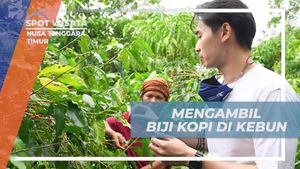 Memetik Biji Kopi Langsung dari Kebun Warga Desa Waerebo dan Menikmati Citarasanya, Nusa Tenggara Timur