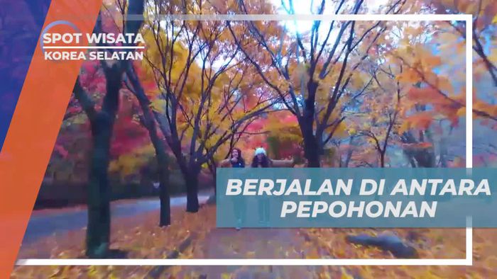 Berjalan di Antara Pepohonan di Mount Naejangsan, Korea Selatan