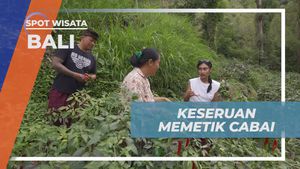 Memetik Cabai Bersama Warga di Terunyan, Bali