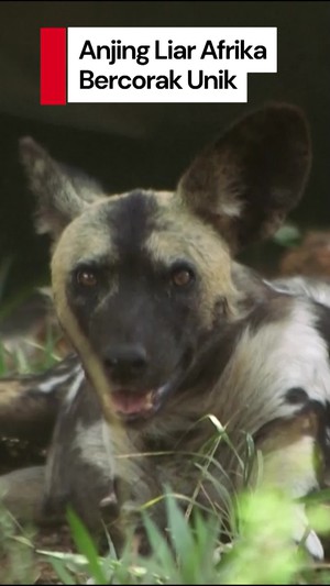 Video: Anjing Liar Afrika Bercorak Unik yang Hampir Punah Dikonservasi ke Uganda