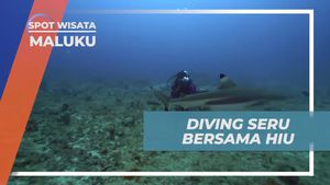 Melakukan Diving Seru Bersama Hiu di Maluku