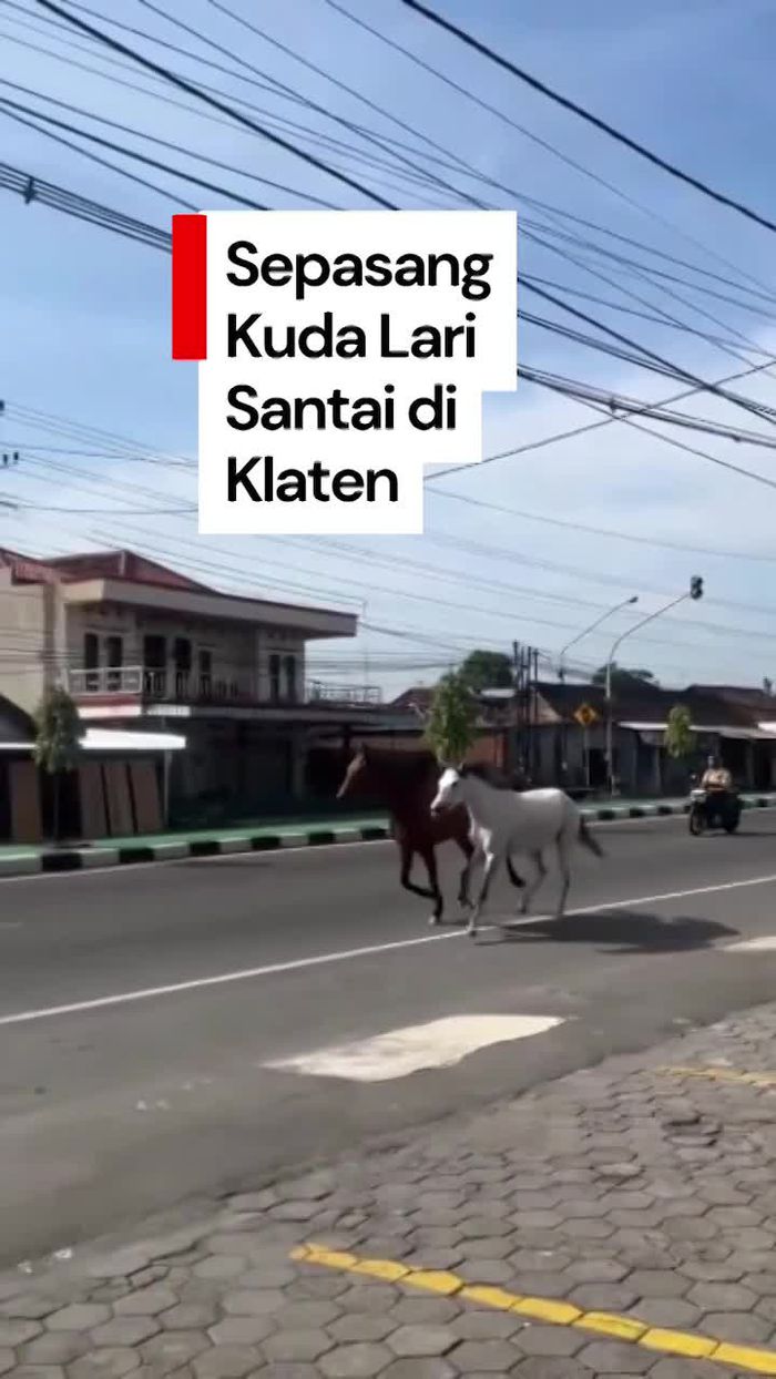 Video: Sepasang Kuda Berlarian di Jalan Raya Solo-Jogja Bikin Heboh