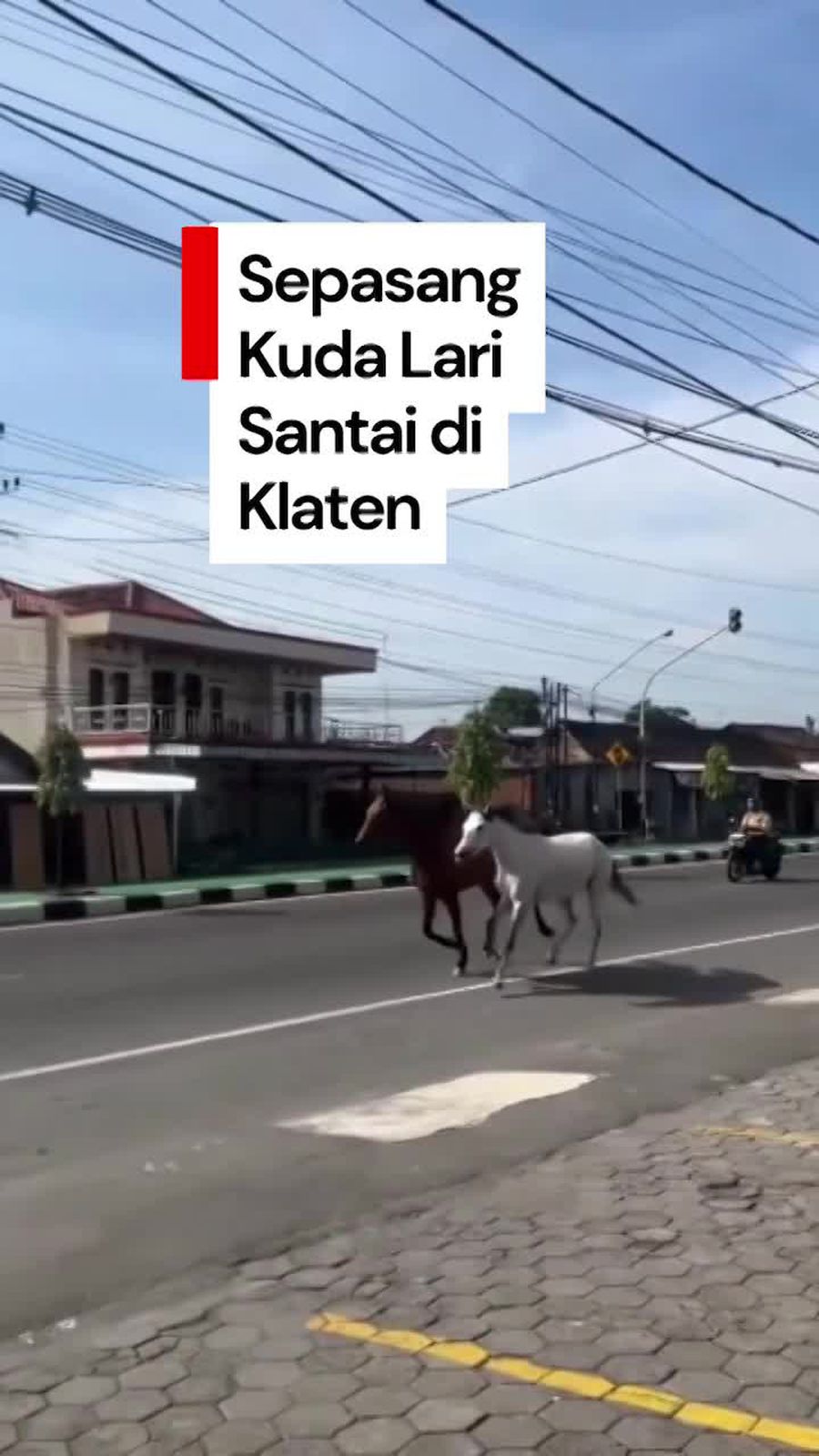 Video: Sepasang Kuda Berlarian di Jalan Raya Solo-Jogja Bikin Heboh