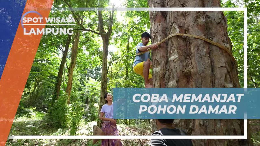 Memanen Getah Damar Secara Langsung dari Pohon Damar di Pulau Pisang, Lampung  
