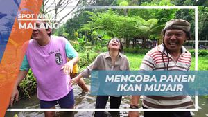 Mencoba Pengalaman Panen Ikan Mujair di Malang