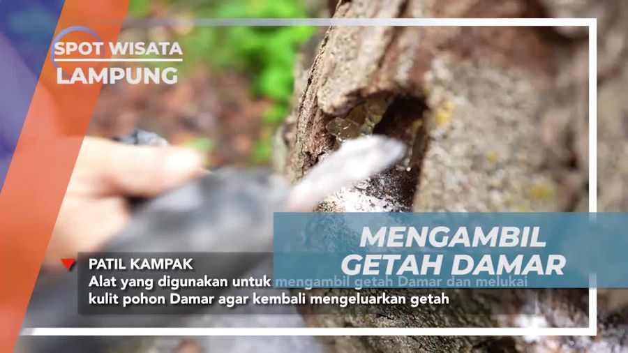 Mengambil Getah Damar dengan Alat Tradisional di Pulau Pisang, Lampung untuk Mengerti Manfaatnya  