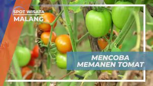 Mencoba Langsung Panen Tomat di Malang
