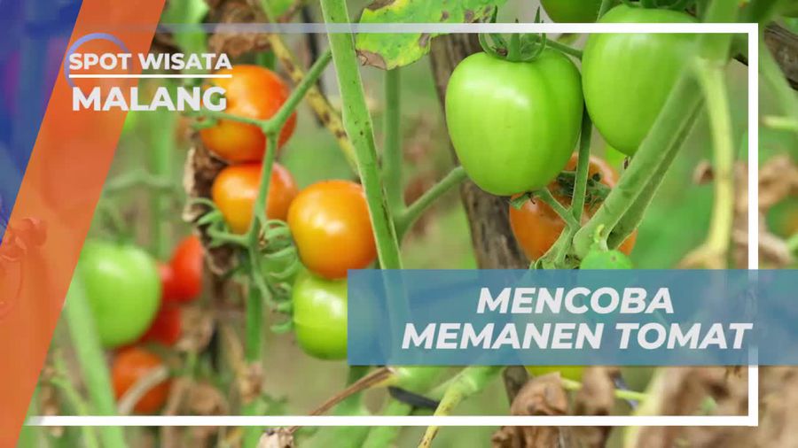 Mencoba Langsung Panen Tomat di Malang
