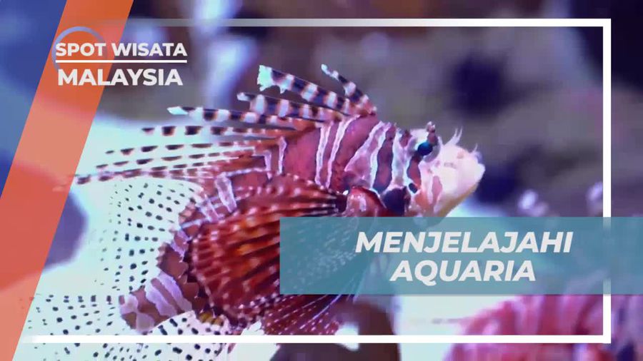 Menjelajahi Kehidupan Bawah Laut di Aquaria, Malaysia