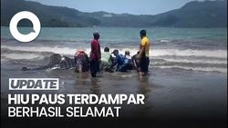 Video: Hiu Paus Terdampar di Pantai Cengkrong Trenggalek
