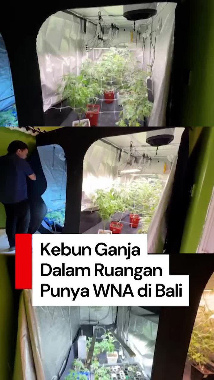 Video: Terbongkar Kebun Ganja di Dalam Kamar Pasutri WNA di Bali