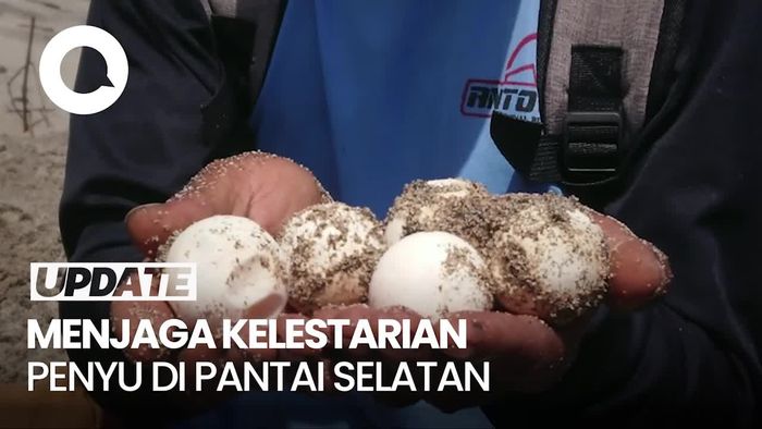 Video: Modal Nekat, Pokdarwis Tulungagung Jaga Kelestarian Penyu di Pantai Selatan