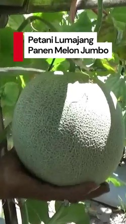 Video: Cuan Gede dari Panen Melon di Lumajang!