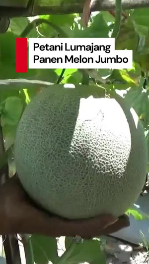 Video: Cuan Gede dari Panen Melon di Lumajang!