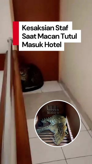 Video Cerita Penjaga Hotel saat Temukan Macan Tutul Staycation di Hotel Bandung
