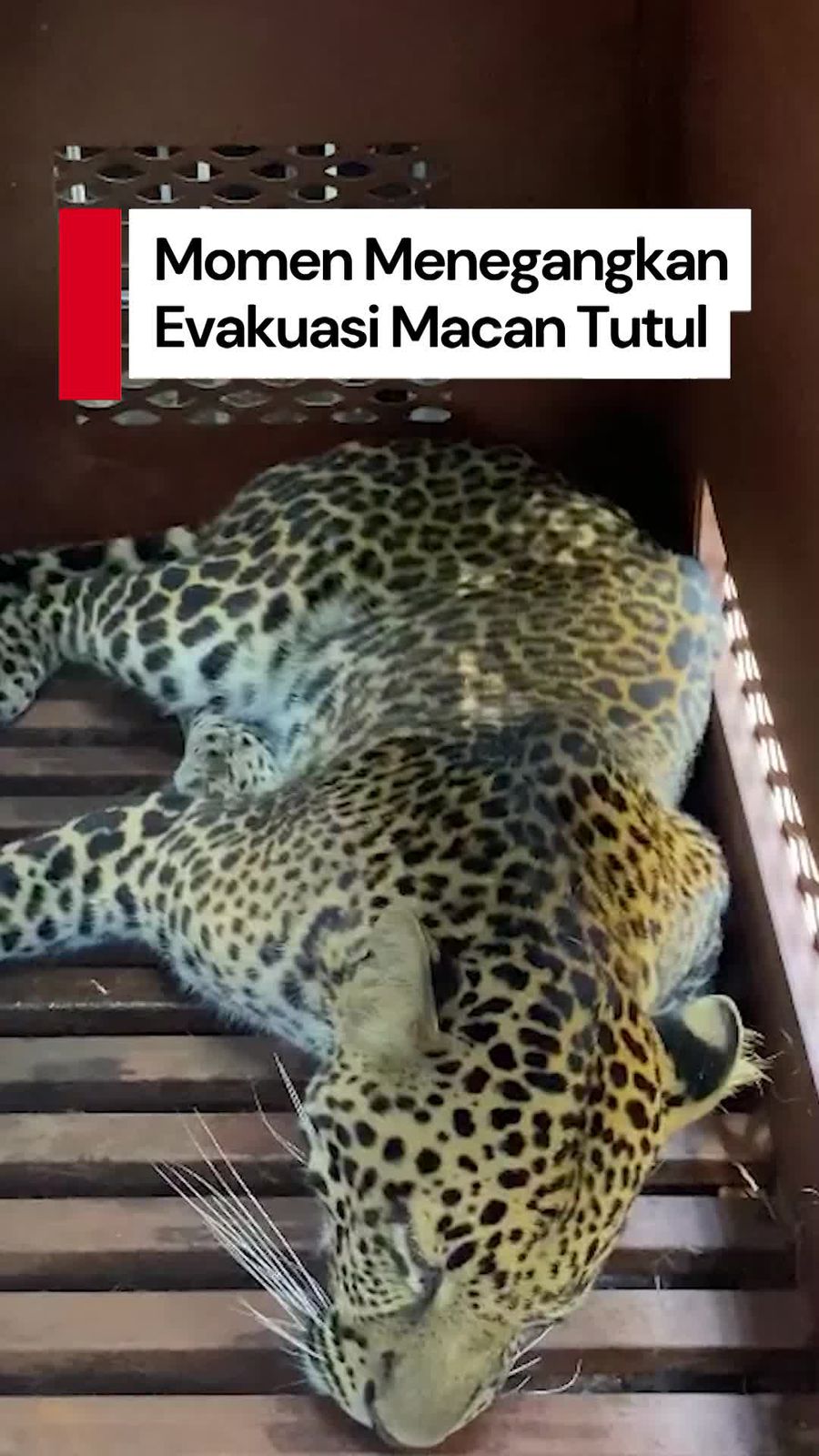 Video: Detik-detik Penangkapan Macan Tutul yang Staycation di Hotel Bandung