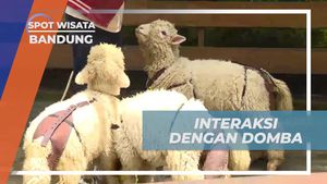 Berinteraksi dengan Domba dan Menikmati Suasana Mini Zoo di Bandung