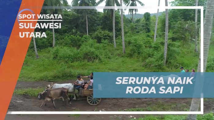 Mengikuti Serunya Naik Roda Sapi dan Memancing Ikan Cakalang di Sulawesi Utara