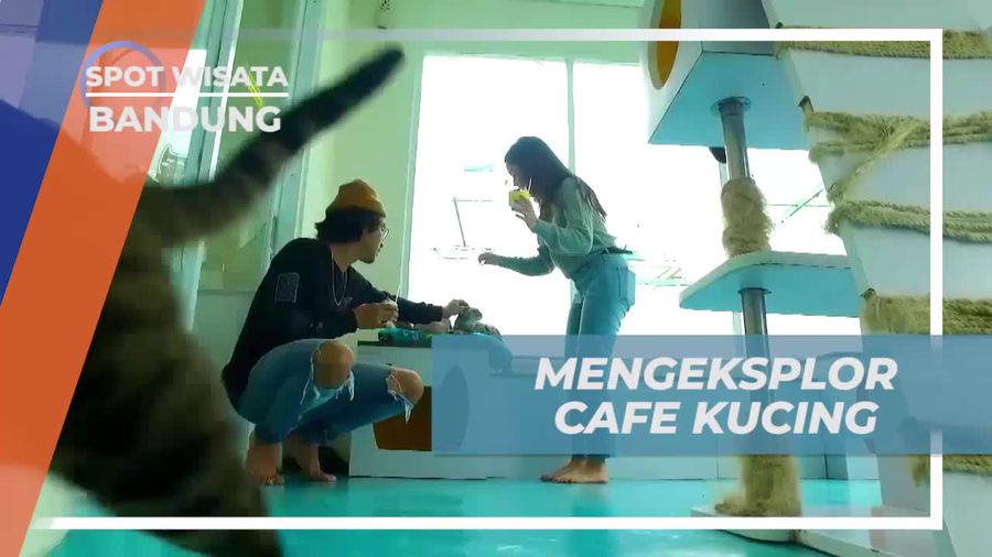 Mengeksplorasi Cafe Kucing dan Menikmati Momen Bersama di Bandung